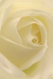 Here, you're drawn into the heart of a creamy white rose as if stepping right onto a sun-dappled New Cross pathway. Petals unfurl in a gentle spiral, their whisper-light texture reminiscent of morning dew softly beading along floral avenues by Deptford Green. Light settles with quiet ceremony into every ivory fold, creating a tender mosaic of shadow and highlight that suggests depth and tranquility. The overall mood is one of soothing peace, much like the hush that settles in the living rooms of New Cross after a special celebration or during solemn remembrance. As a local florist, arranging such a bloom feels like crafting an intimate message-conveying sympathy, admiration, or hope for new beginnings with subtlety and heart. The craftsmanship shines through each balanced layer and almost-glowing edge, and if you lean in close, you might imagine the rose's clean, gentle fragrance hovering in the air. This poetic arrangement captures not just the visual splendor, but also the genuine connection between nature, artistry, and community that defines New Cross Florist.